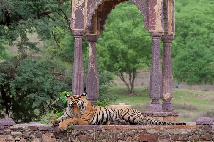 Ranthambore Tiger Safari | Shared Canter, Jeep & Private Safari