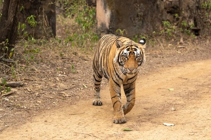 Ranthambore Tiger Safari | Shared Canter, Jeep & Private Safari