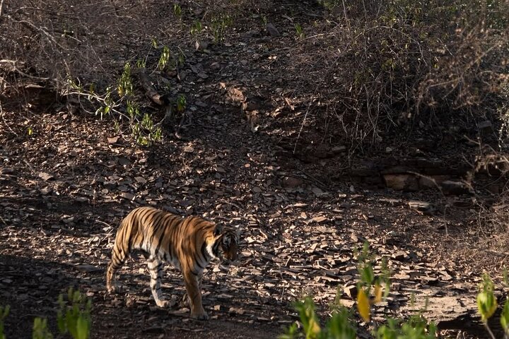 Ranthambore Tiger Safari | Shared Canter, Jeep & Private Safari
