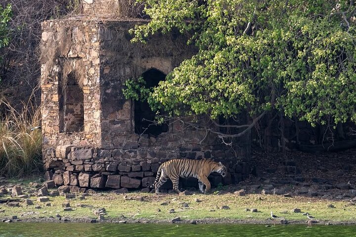 Ranthambore Tiger Safari | Shared Canter, Jeep & Private Safari