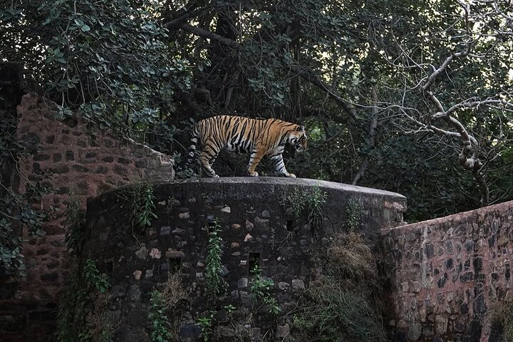 Ranthambore Tiger Safari | Shared Canter, Jeep & Private Safari