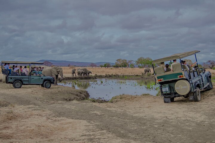 1-Day Mikumi National Park Fly-In Safari from Zanzibar