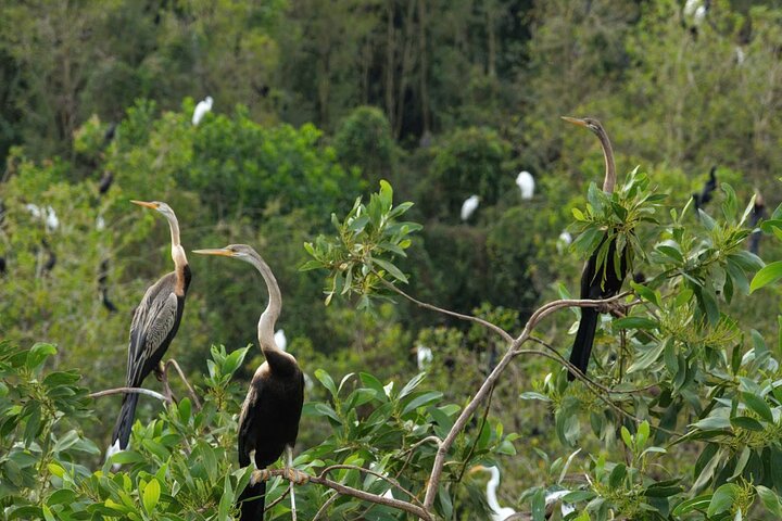 Can Tho: Floating Market, Canals, Nature Reserve & Forest