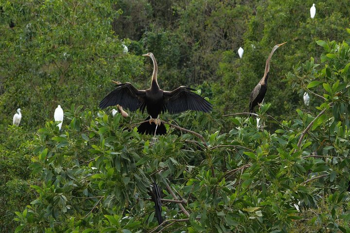 Can Tho: Lung Ngoc Hoang Nature Reserve & Hidden Forests
