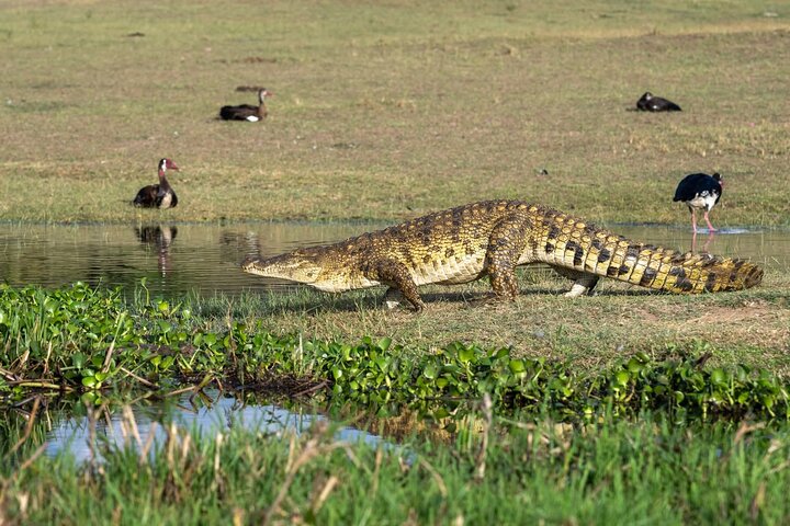 Akagera day safari