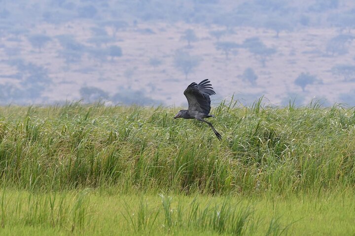 Akagera day safari