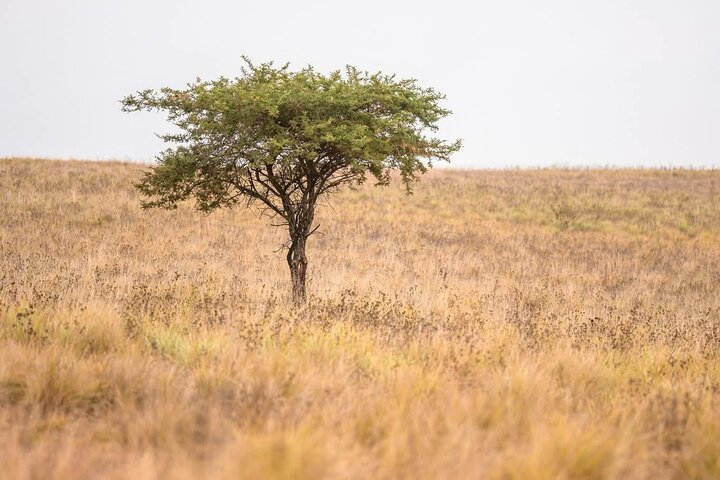 Akagera day safari