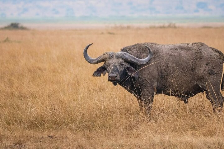 Akagera day safari