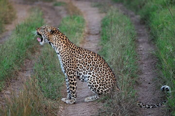 Akagera day safari