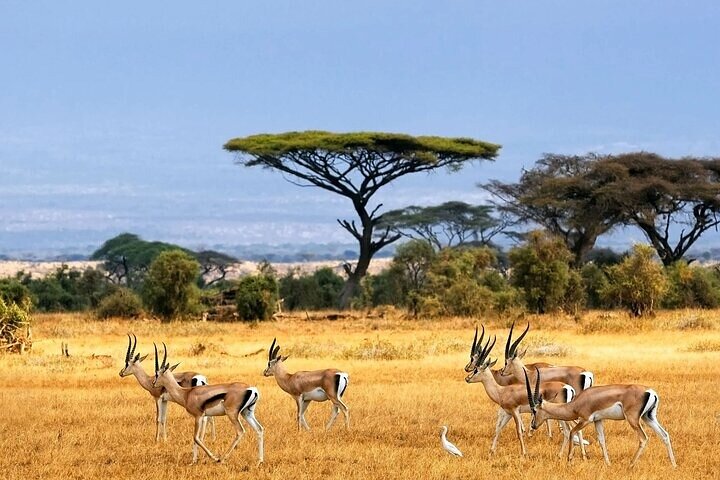 Akagera day safari