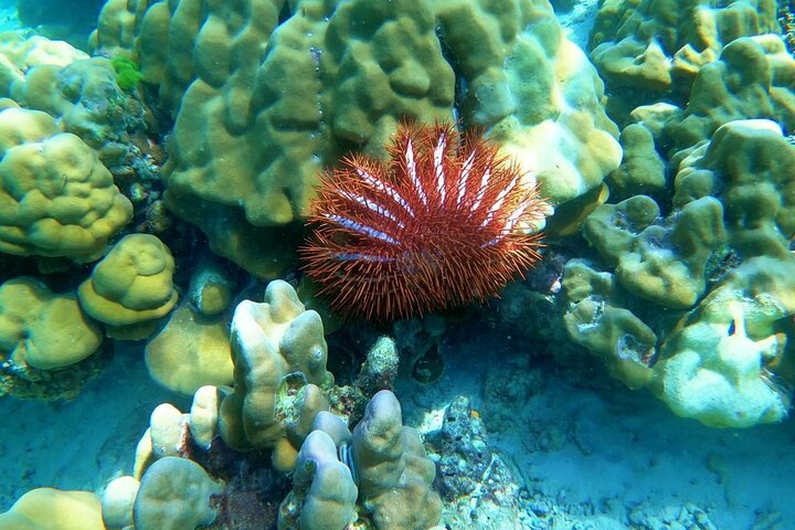 Koh Ma Half Day Snorkeling From Lanta