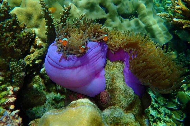 Koh Ma Half Day Snorkeling From Lanta