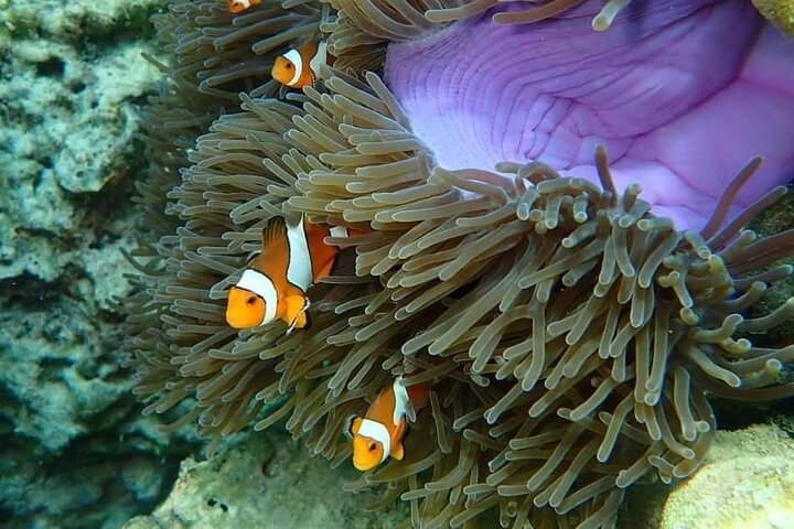 Koh Ma Half Day Snorkeling From Lanta