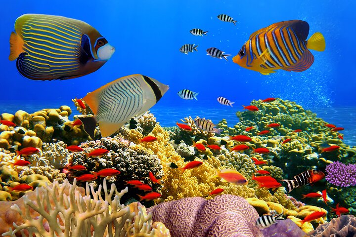 Sharm El Sheikh: Ras Mohammed Snorkeling & Top Sights