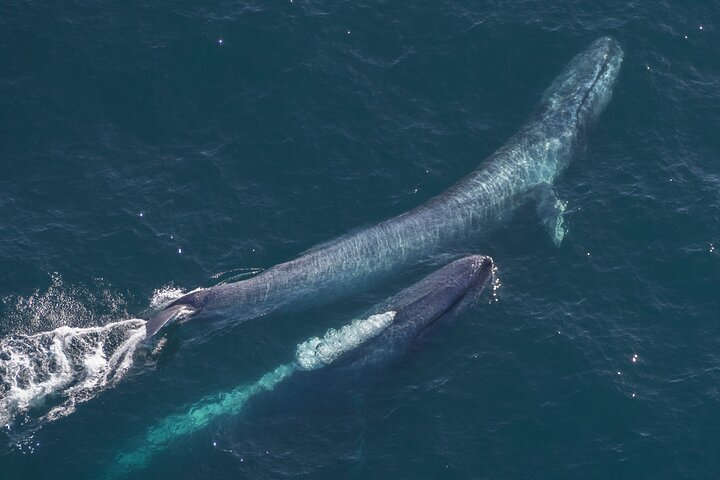 Kaikoura Helicopters Classic Whale Watch