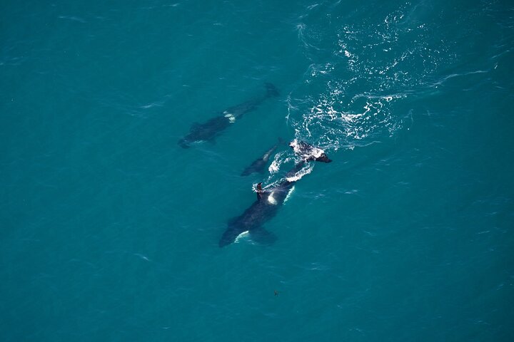 Kaikoura Helicopters Classic Whale Watch