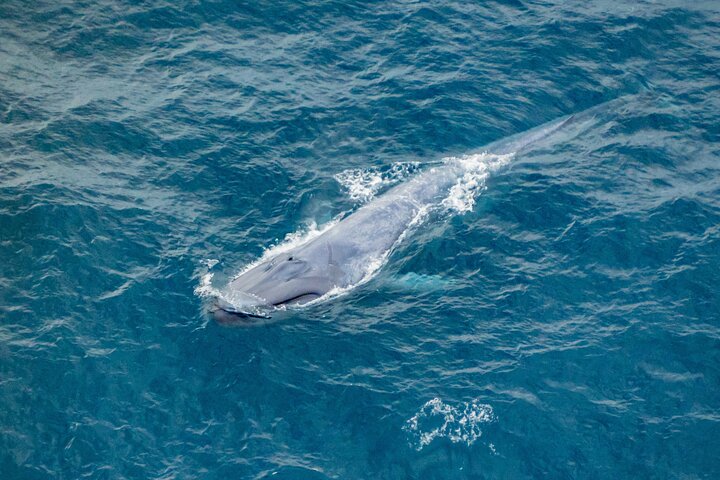 Kaikoura Helicopters Classic Whale Watch