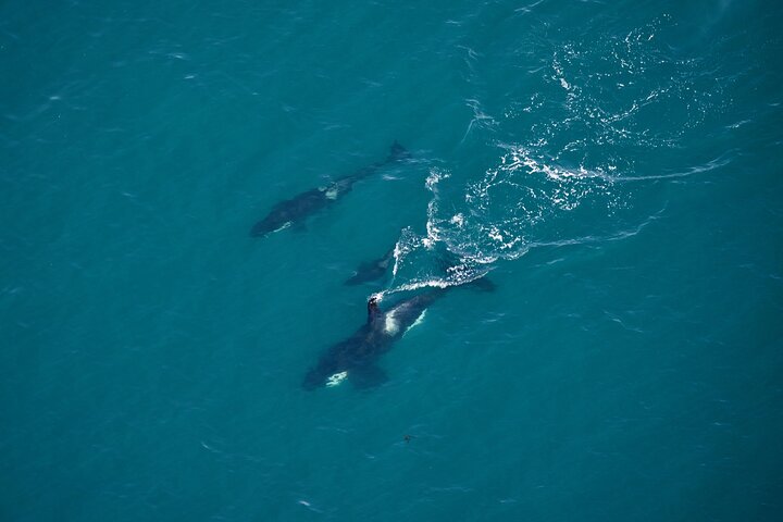 Kaikoura Helicopters Top n Tail Whale Watch flight