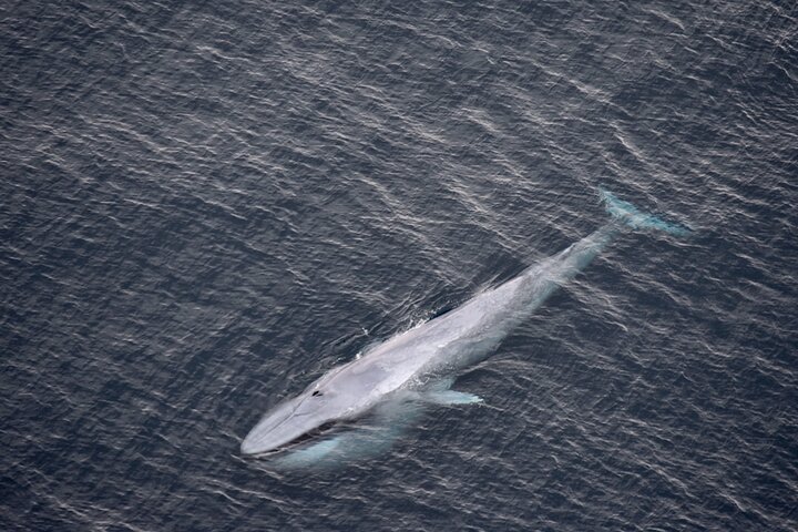 Kaikoura Helicopters Top n Tail Whale Watch flight