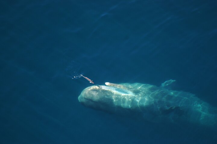 Kaikoura Helicopters Top n Tail Whale Watch flight