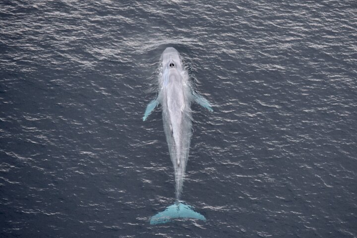 Kaikoura Helicopters Extended Whale Watch