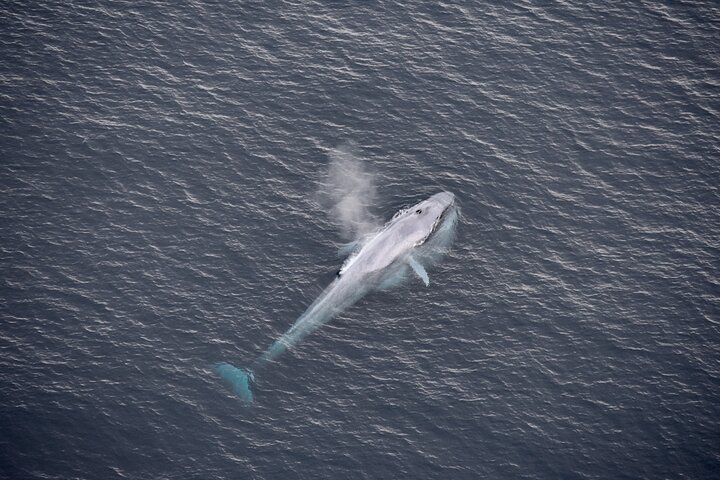Kaikoura Helicopters Extended Whale Watch