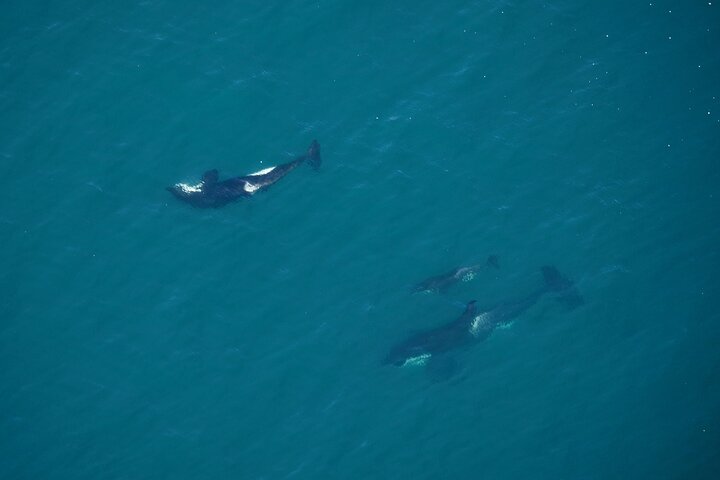 Kaikoura Helicopters Extended Whale Watch