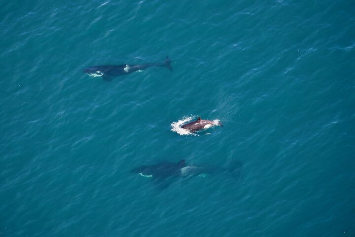 Kaikoura Helicopters Extended Whale Watch
