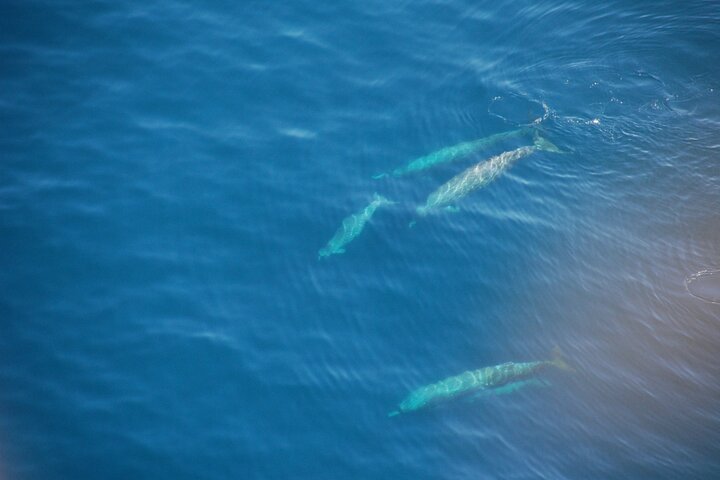 Kaikoura Helicopters Extended Whale Watch