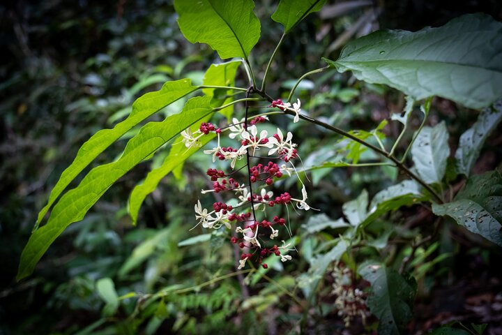 Trekking Tien Son Dinh Phu Quoc