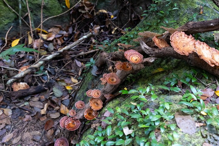 Trekking Tien Son Dinh Phu Quoc