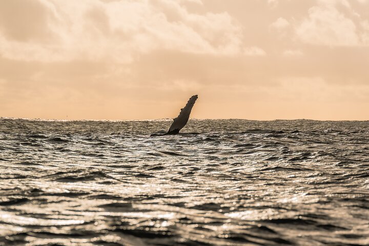 Whale watching 6 people half day