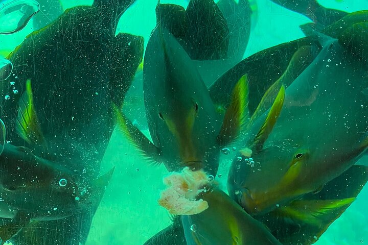 Half Day Creek Safari and Snorkeling Adventure in Mombasa