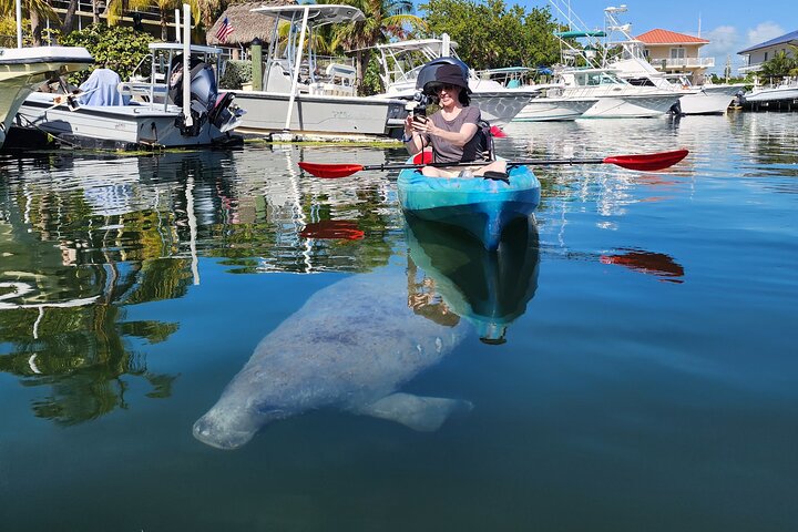 Kayak through Mangrove Forests in the Florida Keys