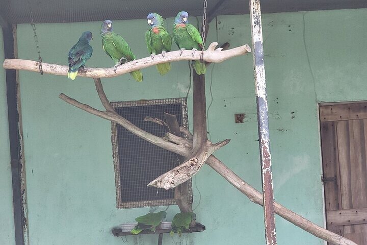 Dominica Roseau City and Rainforest Tour