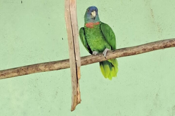 Dominica Roseau City and Rainforest Tour