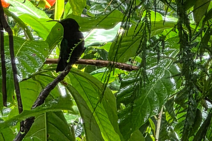 Dominica Roseau City and Rainforest Tour