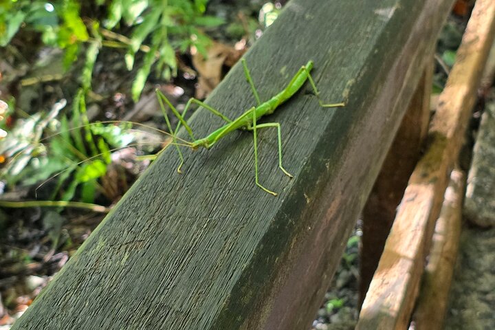Dominica Roseau City and Rainforest Tour