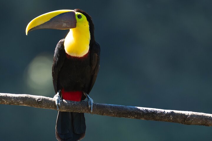 Mindo Bird Photography Experience | Ecuador Birds