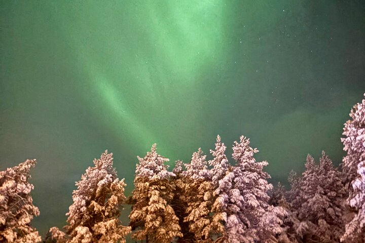 Northern Lights Kick Sled Adventure with Reindeer and Kota