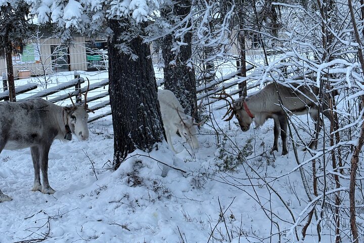 Northern Lights Kick Sled Adventure with Reindeer and Kota