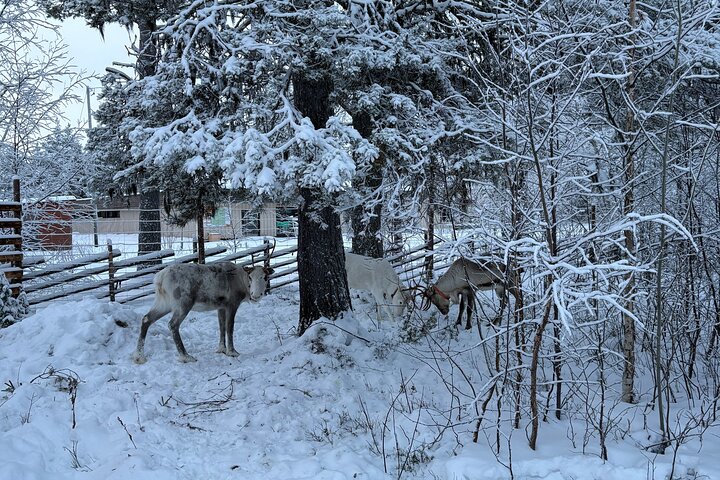 Northern Lights Kick Sled Adventure with Reindeer and Kota