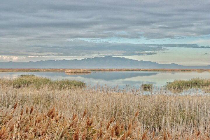 Great Salt Lake Safari - Discover Antelope Island