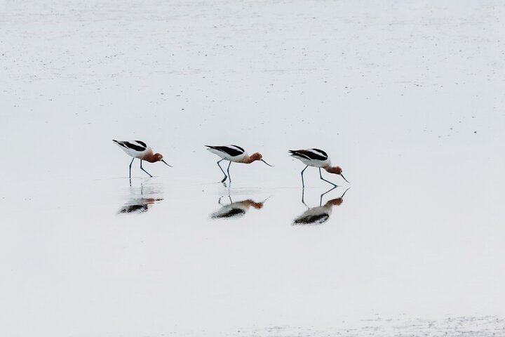 Great Salt Lake Safari - Discover Antelope Island