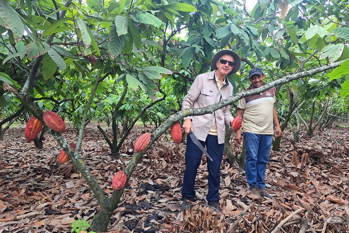 Cocoa and Tropical Fruits Farm with Fine Chocolate Experience