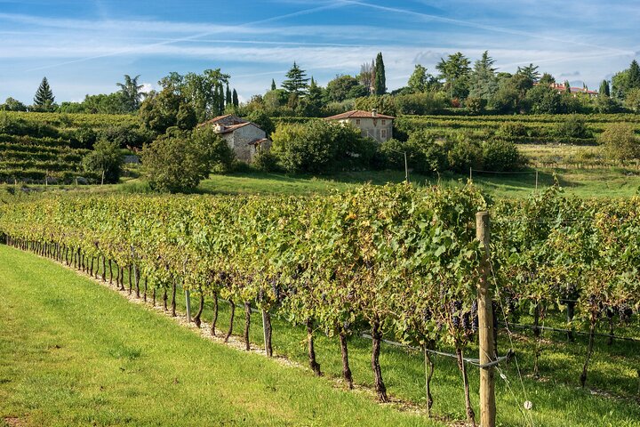 From Verona: Half-Day Valpolicella & Amarone Wine Experience