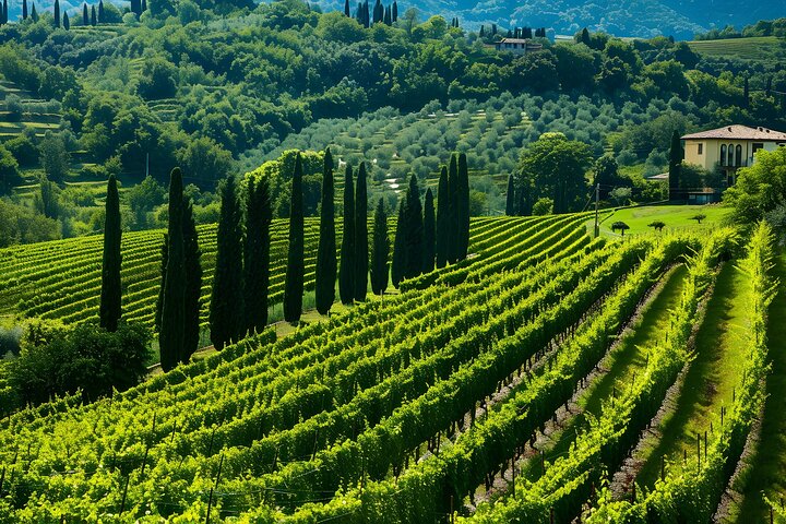 From Verona: Half-Day Valpolicella & Amarone Wine Experience
