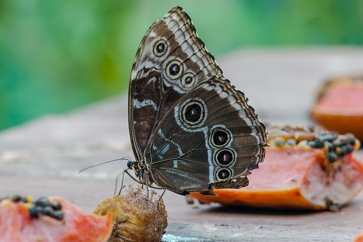 Samara Sloth Hiking & Butterfly Garden