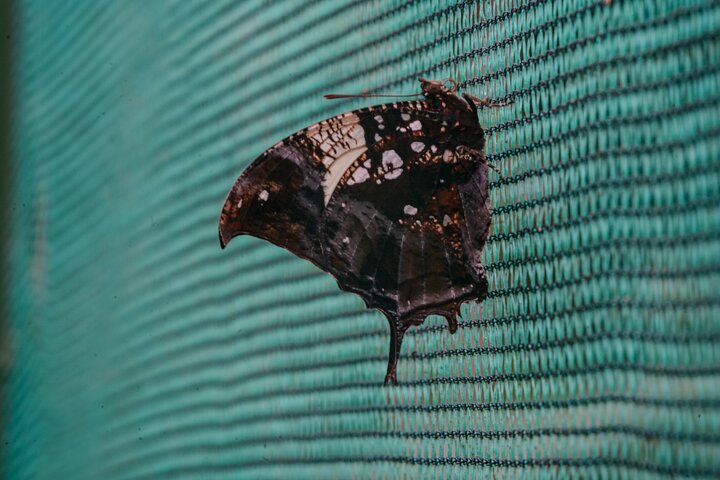 Samara Sloth Hiking & Butterfly Garden