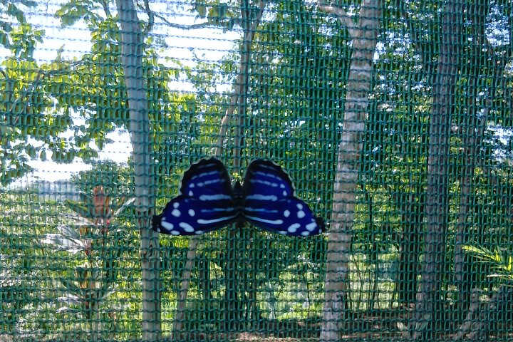 Samara Sloth Hiking & Butterfly Garden